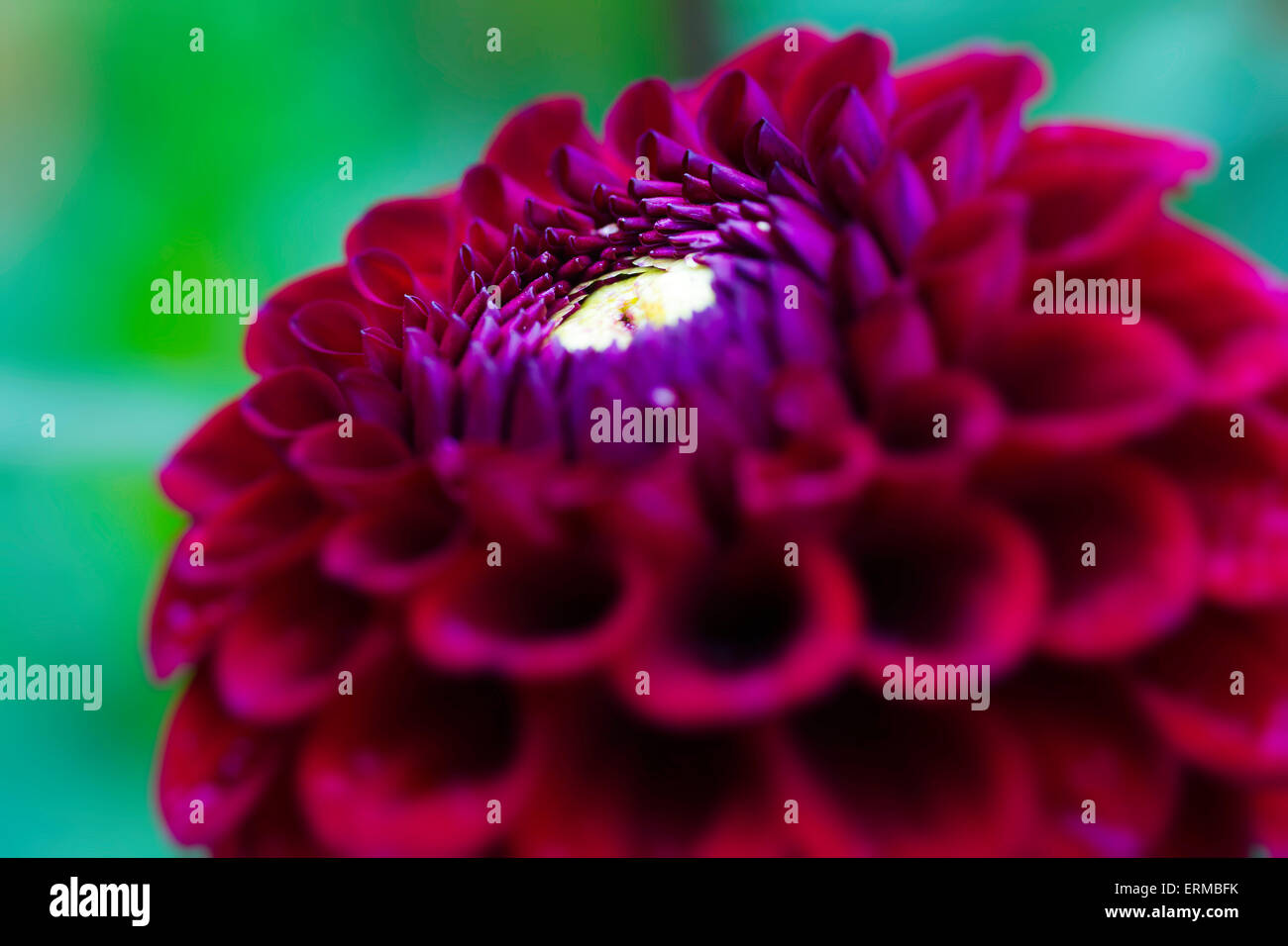 Schön tief rote Dahlie im heimischen Garten. Stockfoto