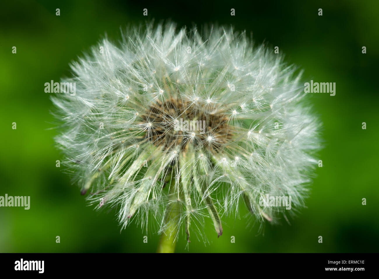 Löwenzahn mit reif Sonnenschirmen auf grünem Hintergrund Stockfoto