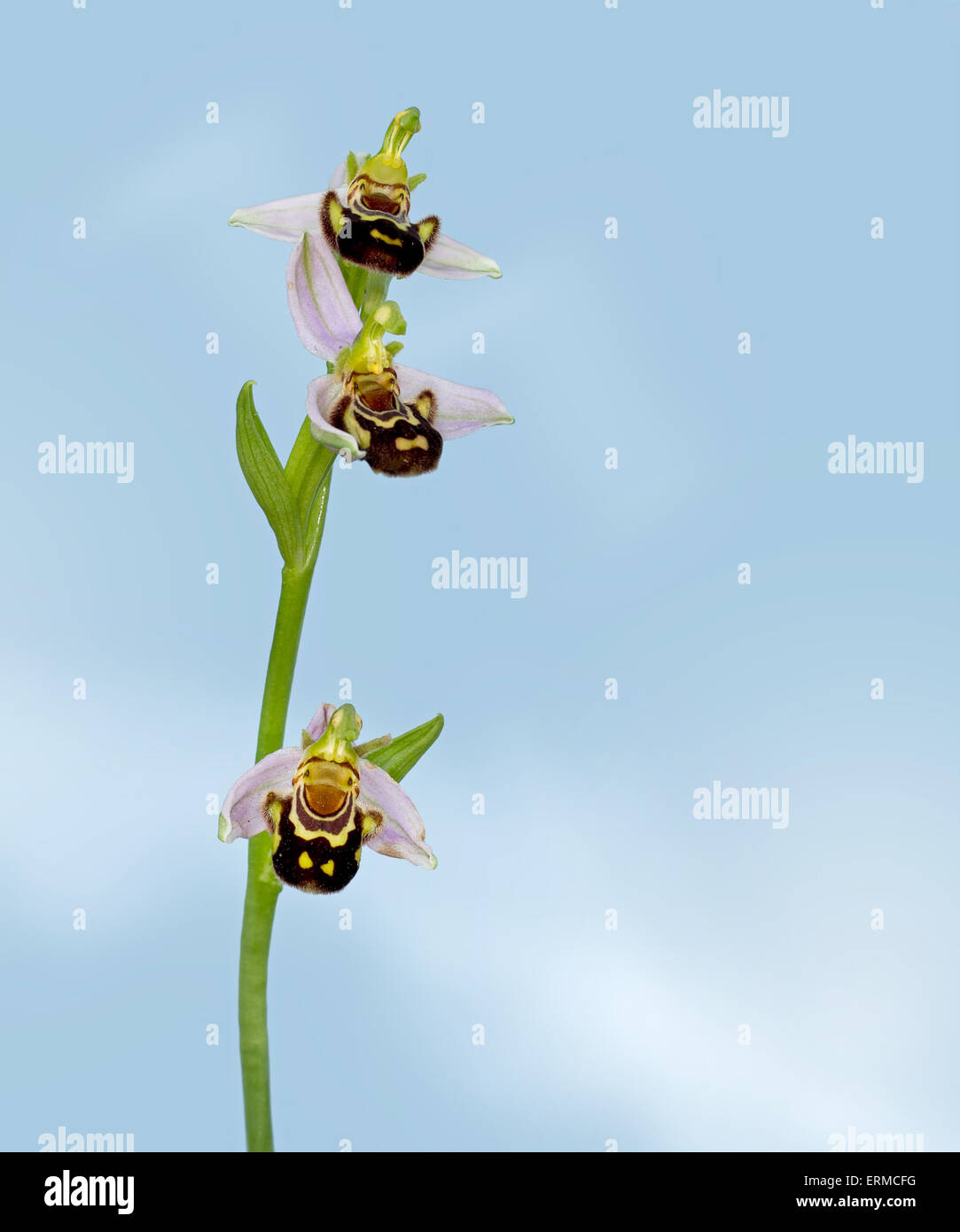 Ophrys Apifera, Biene Orchidee Makro. Wilde Blume Makro mit schönen Details. Stockfoto