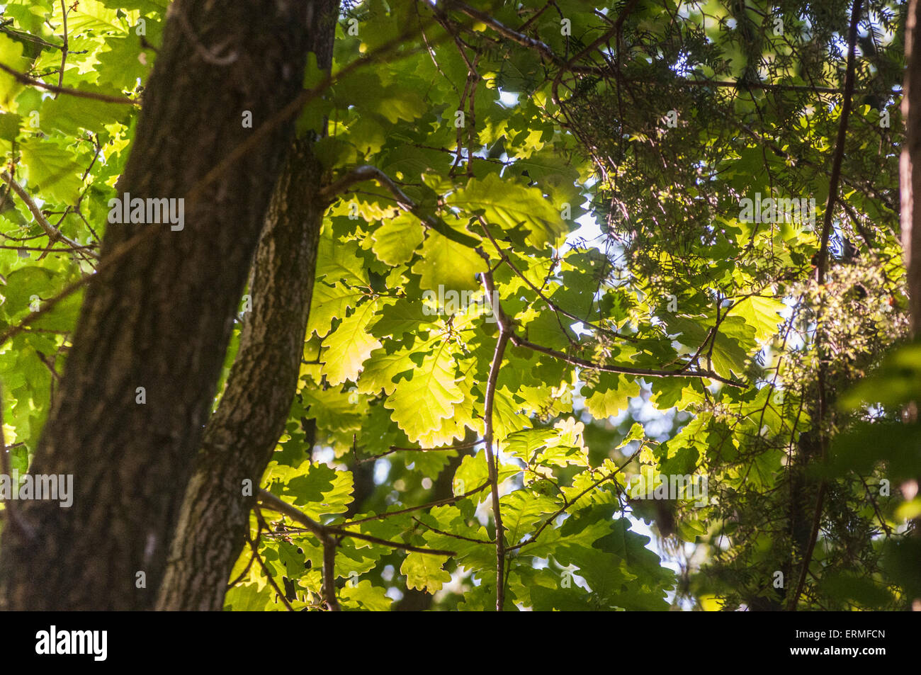 Bewl Water, Ticehurst, East Sussex, UK.4. Juni 2015.Sun scheint an einem warmen hellen Abend durch den Oak Canopy. Stockfoto