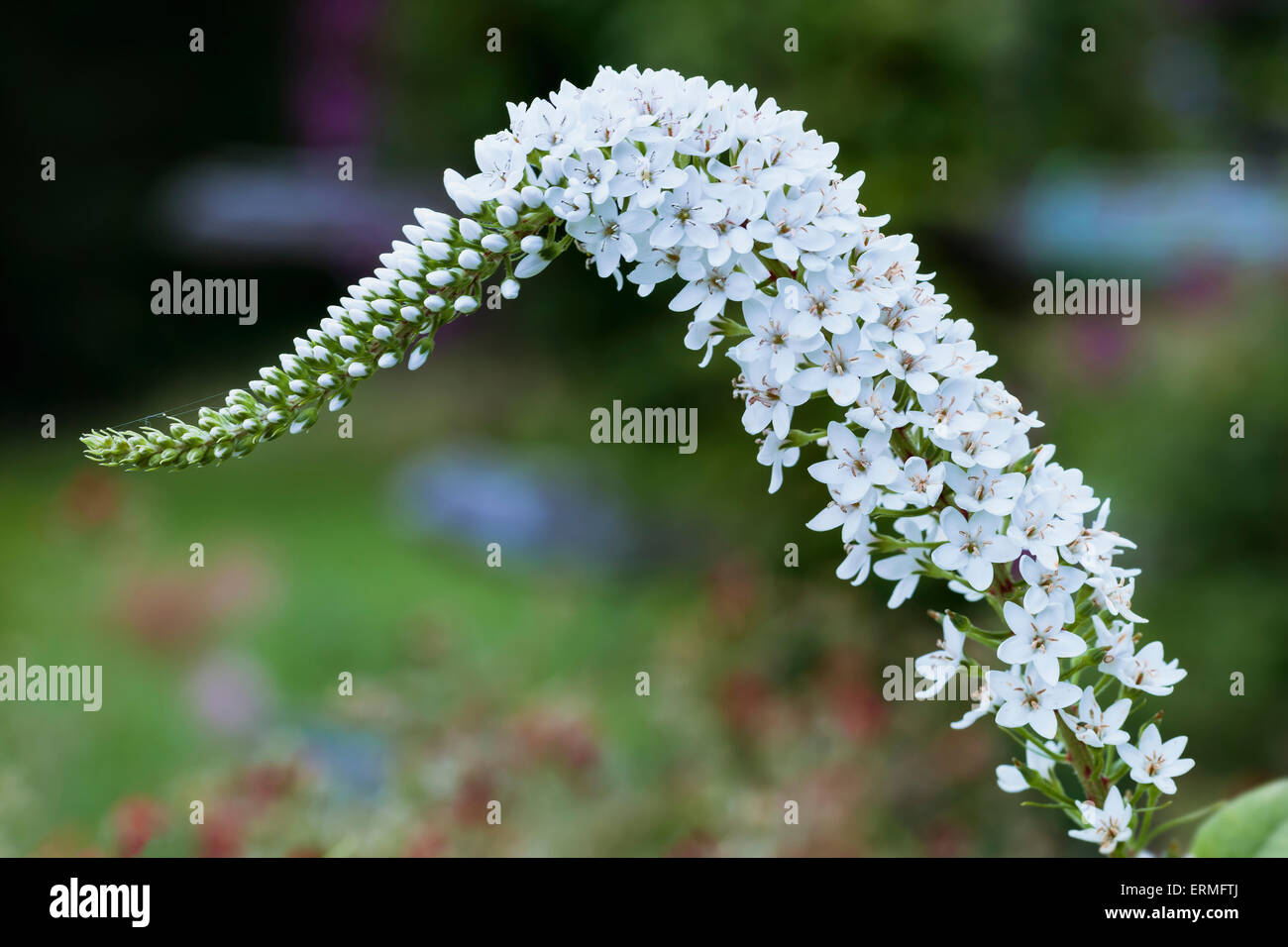 Nahaufnahme von Schwanenhals Gilbweiderich (Lysimachia Clethroides); Quebec, Kanada Stockfoto