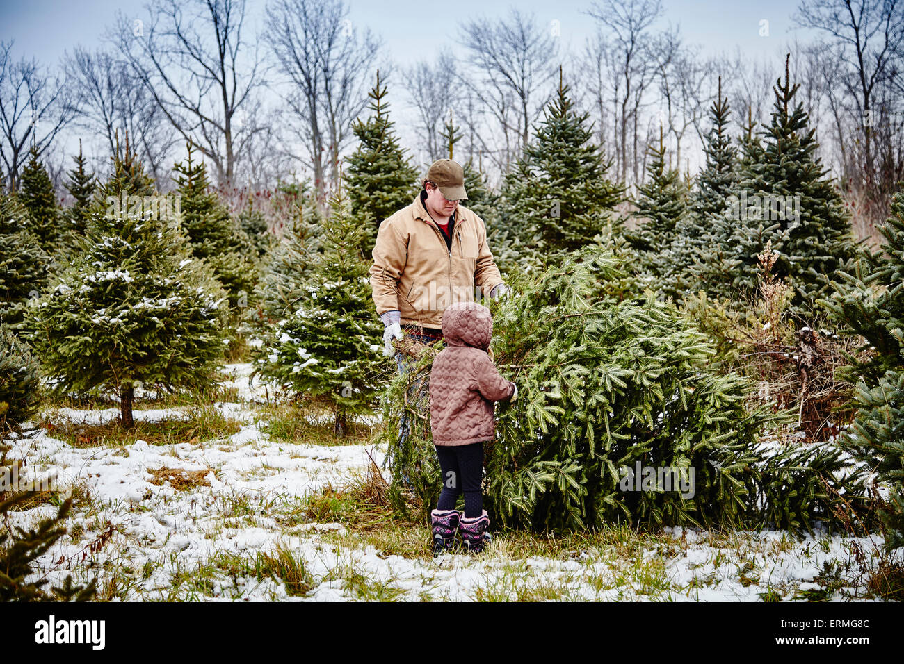 Vater und Tochter tragen abgeholzt Weihnachtsbaum von einem Weihnachtsbaum Hof; Stoney Creek, Kanada Stockfoto