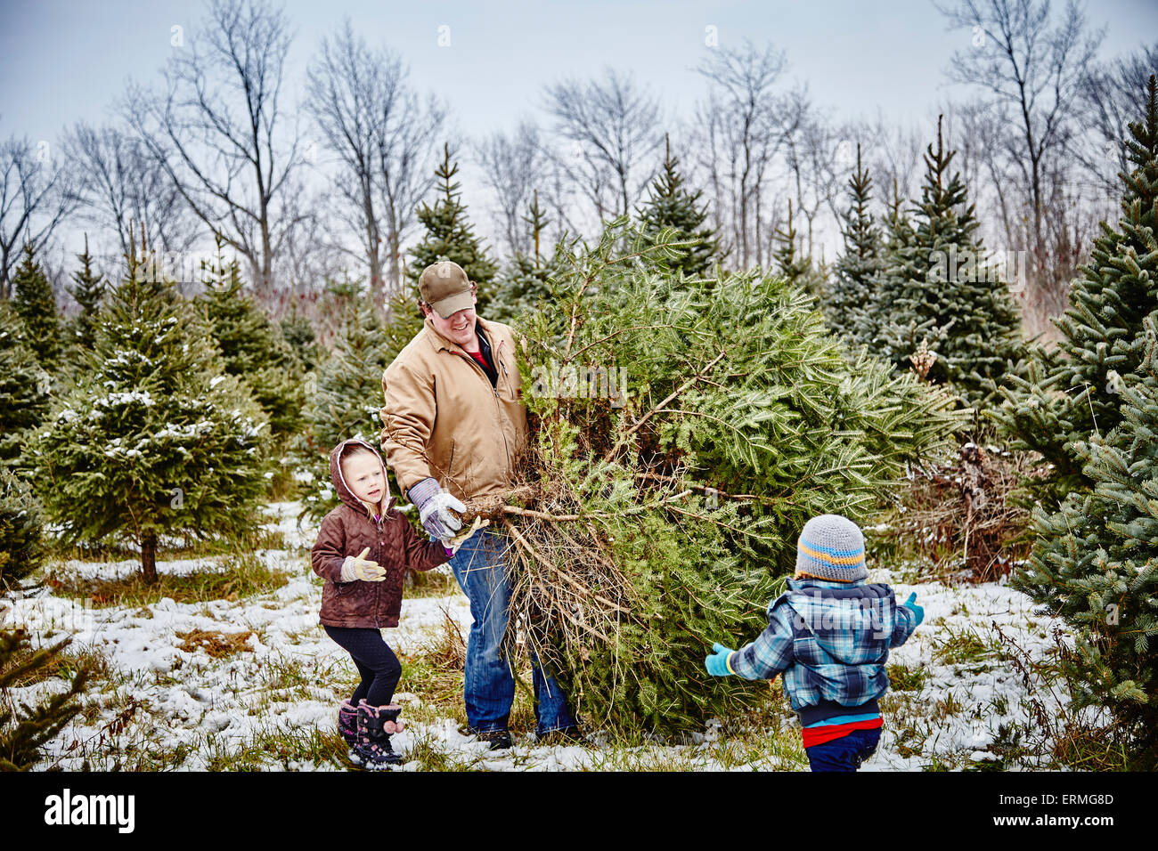 Vater und Tochter tragen abgeholzt Weihnachtsbaum von einem Weihnachtsbaum Hof; Stoney Creek, Kanada Stockfoto