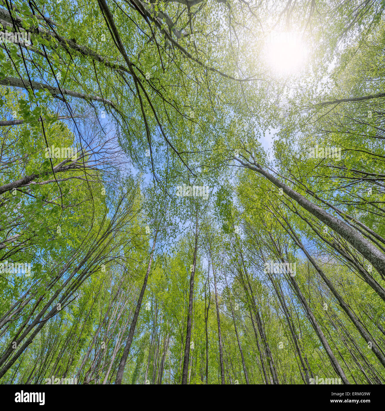 Frühlings-Blick auf die Bäume im tiefen Bergwald. Stockfoto