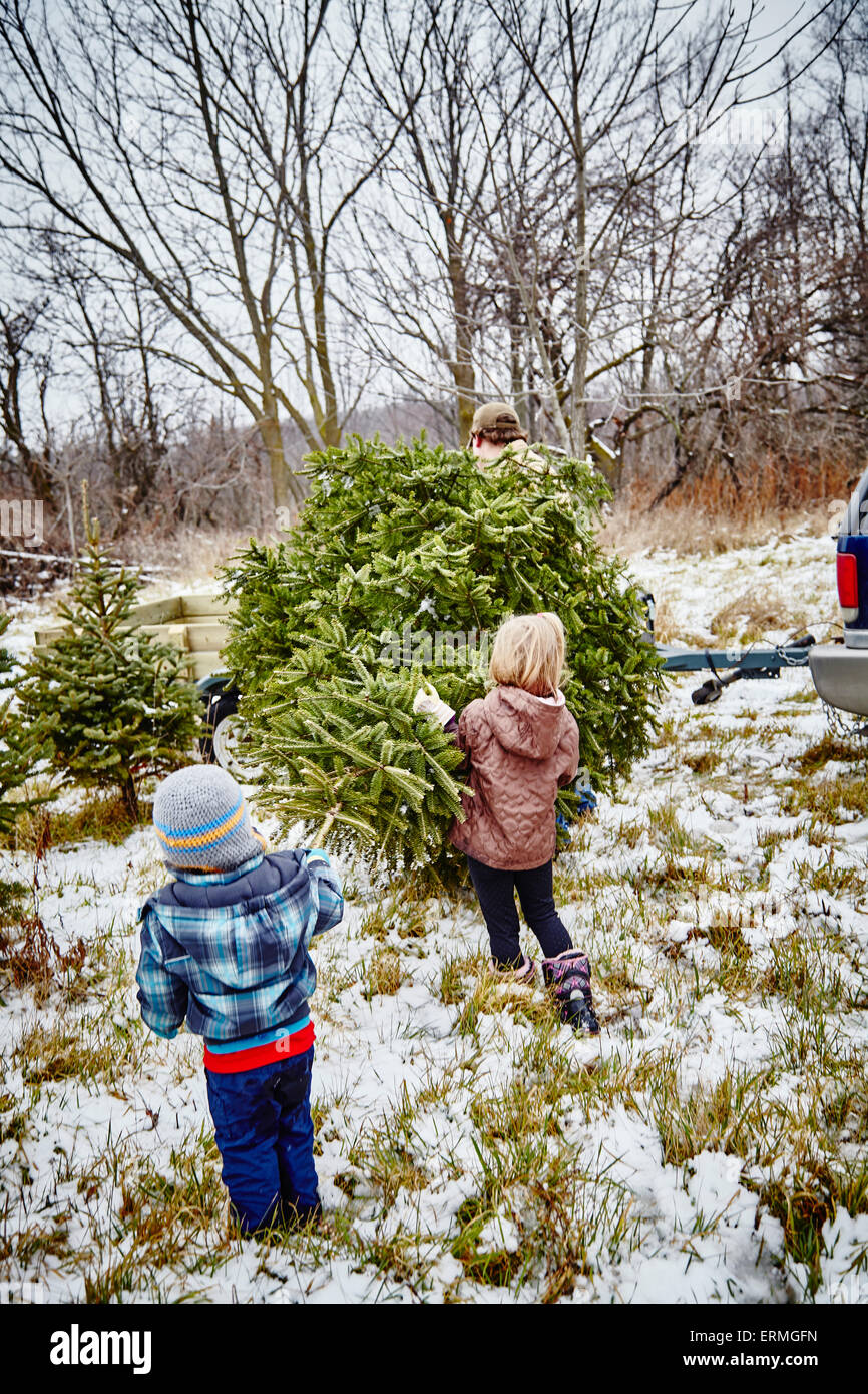 Vater, Tochter und Sohn tragen abgespeckte Weihnachtsbaum zum trailer von einem Weihnachtsbaum Hof; Stoney Creek, Kanada Stockfoto