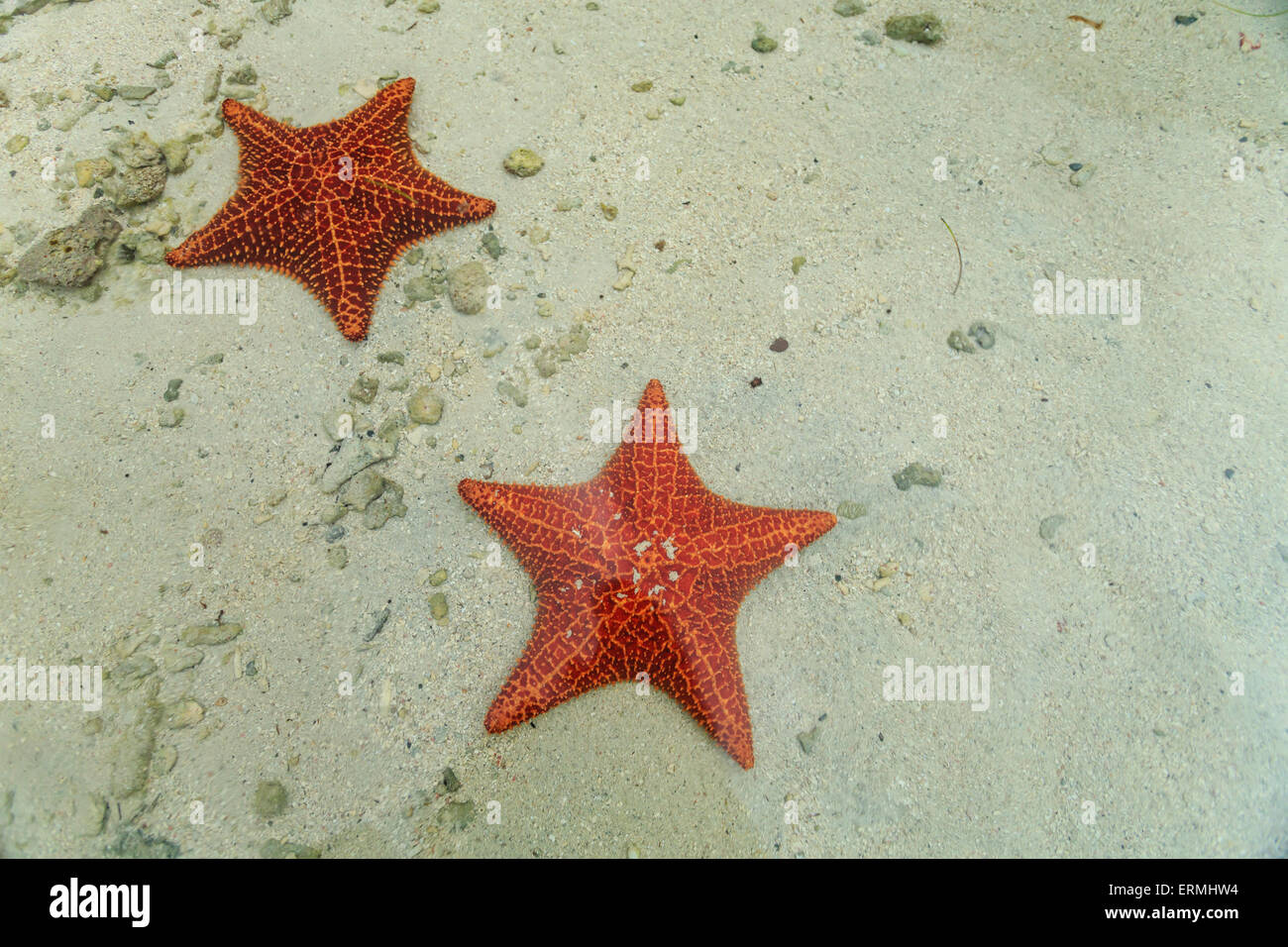 2 Seestern anzeigen schöne rote Farbe und Design auf weißem Sand im  tropischen Flachwasser Stockfotografie - Alamy
