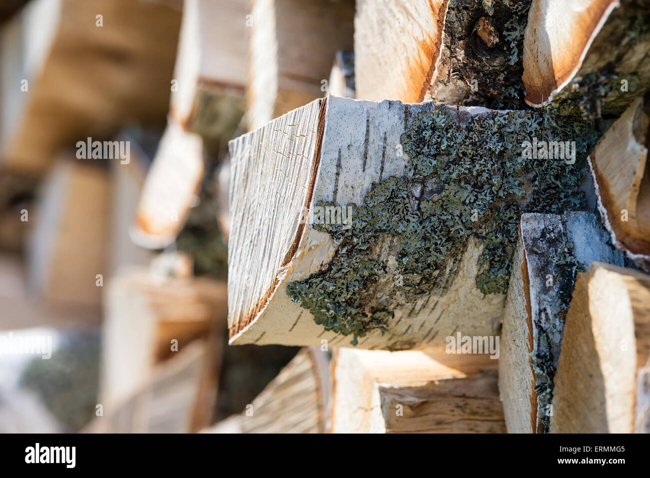 Haufen von Birke Baumstämmen für Brennholz Stockfoto