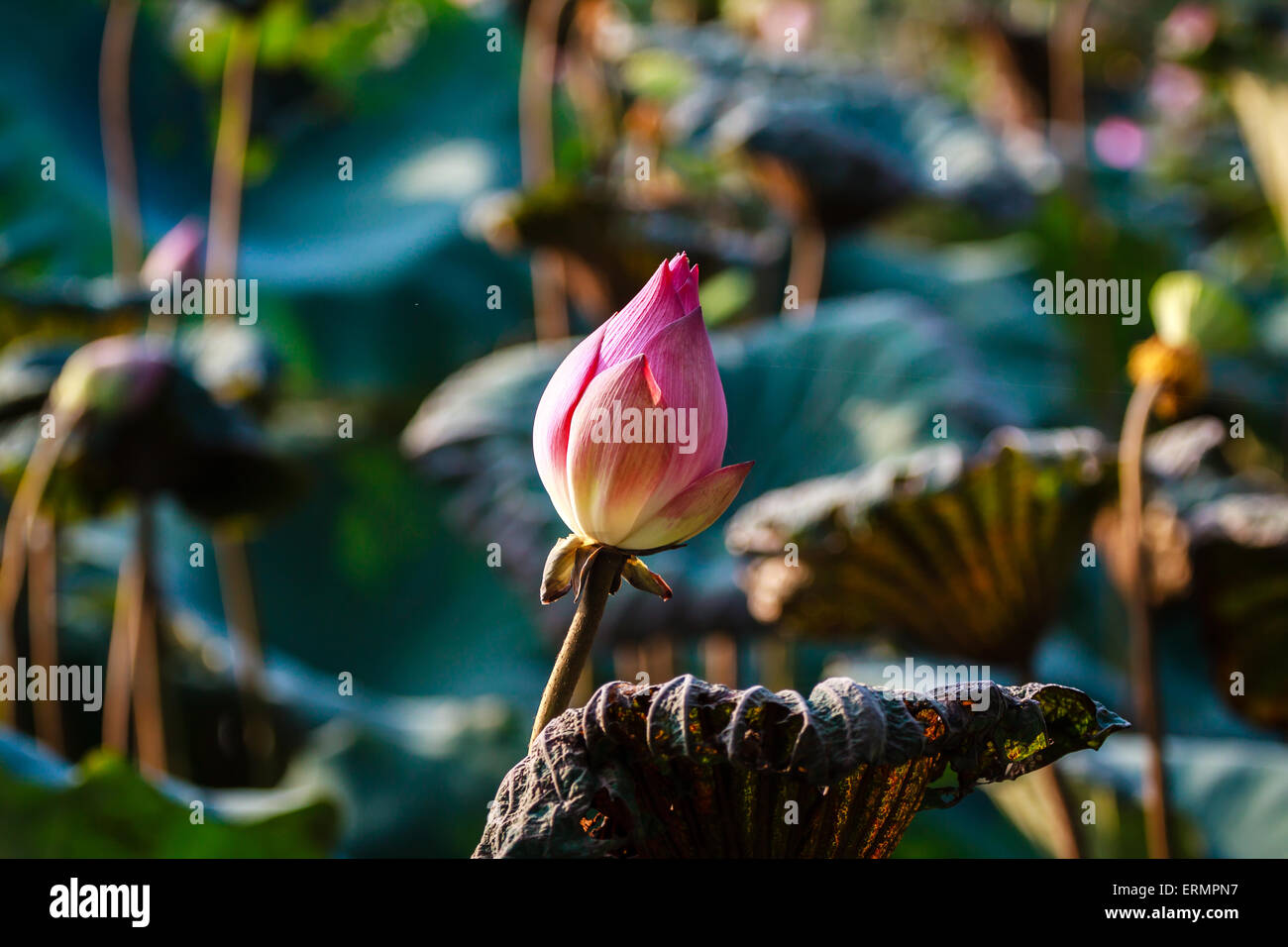 Lotusblüte im Teich in der Nähe von Hanoi, Vietnam Stockfoto