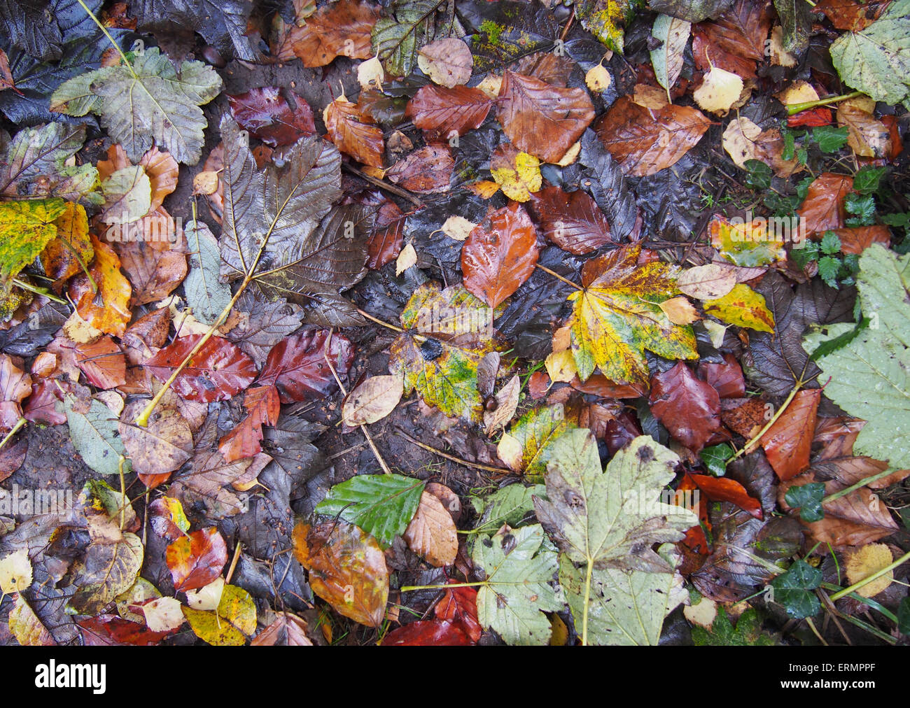 Herbstlaub und den letzten Niederschlag - eine schöne Textur Stockfoto