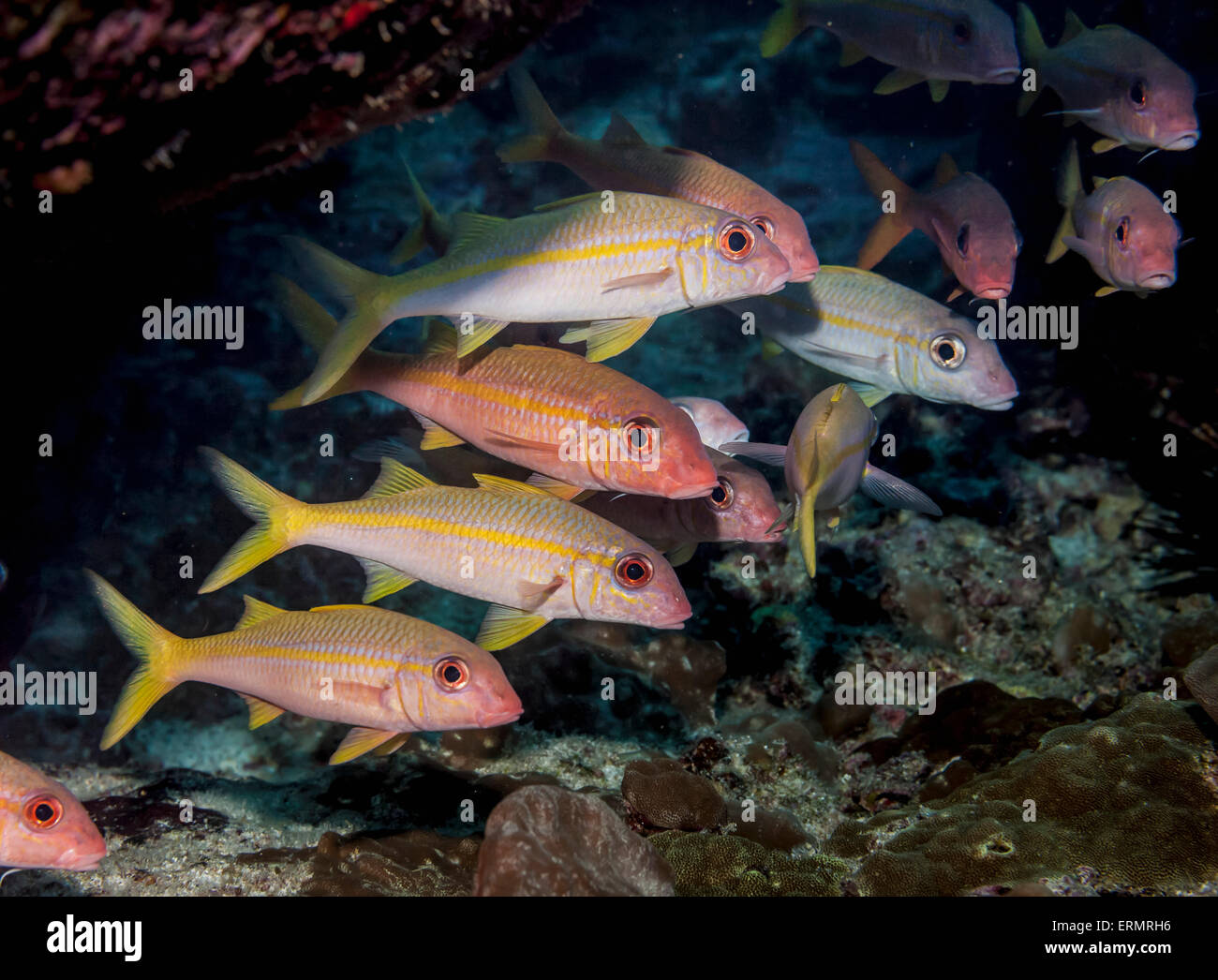 Yellowfin Goatfish (Mulloidichthys guentheri) in der Nähe eine Lavaröhre Schulbildung; Kona, Insel Hawaii, Hawaii, USA Stockfoto