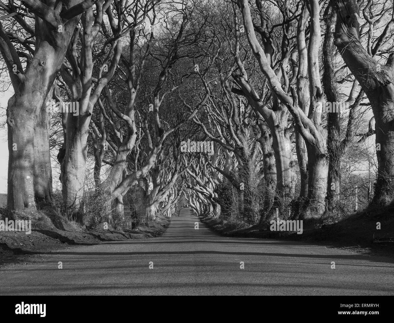 Schwarz auf weiß: "Dunkle Hecken" Drehort von "Game of Thrones" Stockfoto