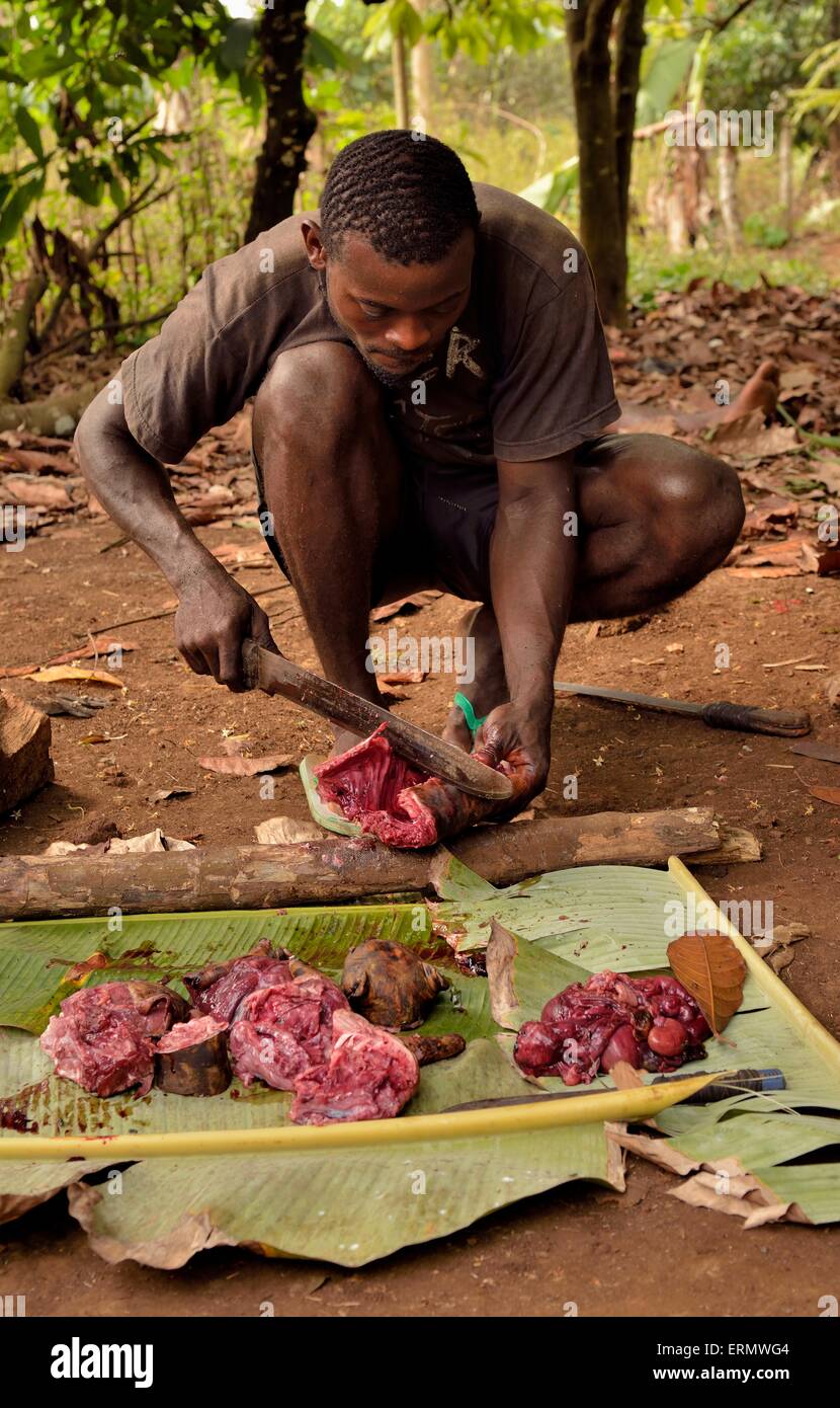 Lokale Mann Vorbereitung Bushmeat, Mangamba, Provinz Litoral, Kamerun Stockfoto
