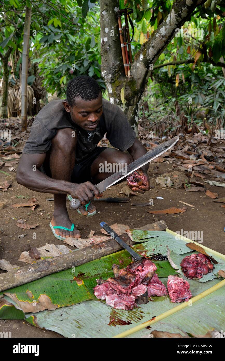 Lokale Mann Vorbereitung Bushmeat, Mangamba, Provinz Litoral, Kamerun Stockfoto