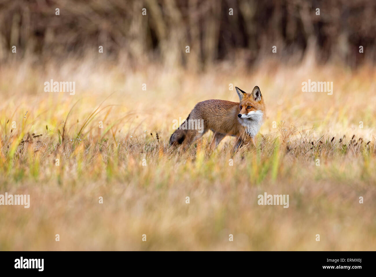 Red Fox (Vulpes vulpes), Herbst, Polen Stockfoto