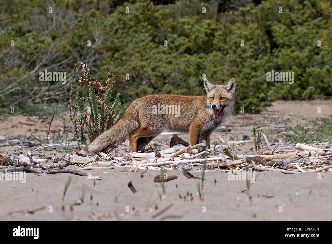 Red Fox (Vulpes vulpes), Naturpark Maremma, Toskana, Italien Stockfoto