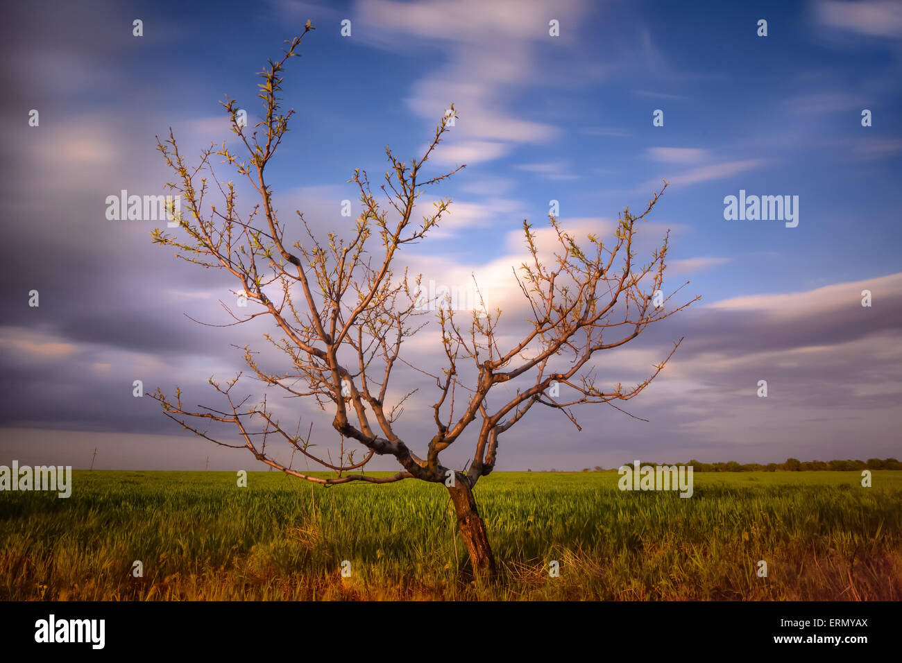 Frühling am Abend - Wolken allein Baum auf bewegte Hintergrund Stockfoto