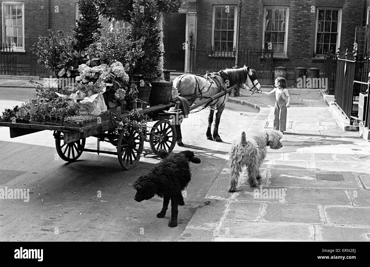 Verfügen Sie im Schatten des Big Ben über Mai 1948 Floristen Pferd und Wagen in Cowley Straße Stockfoto