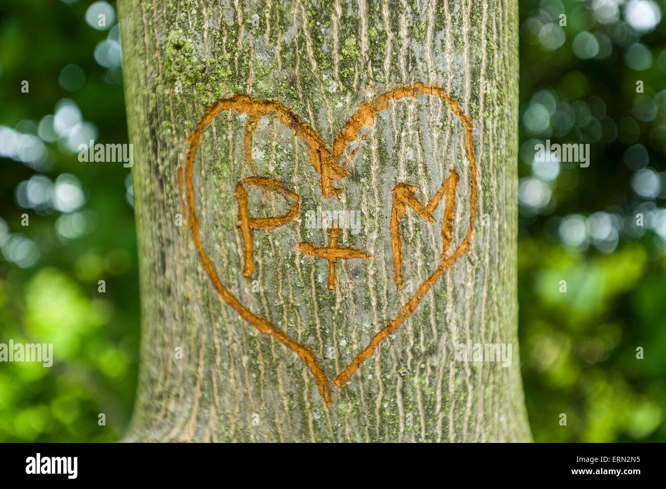 geschnitzte Initialen Buchstaben der Liebenden auf dem Baum Stockfoto