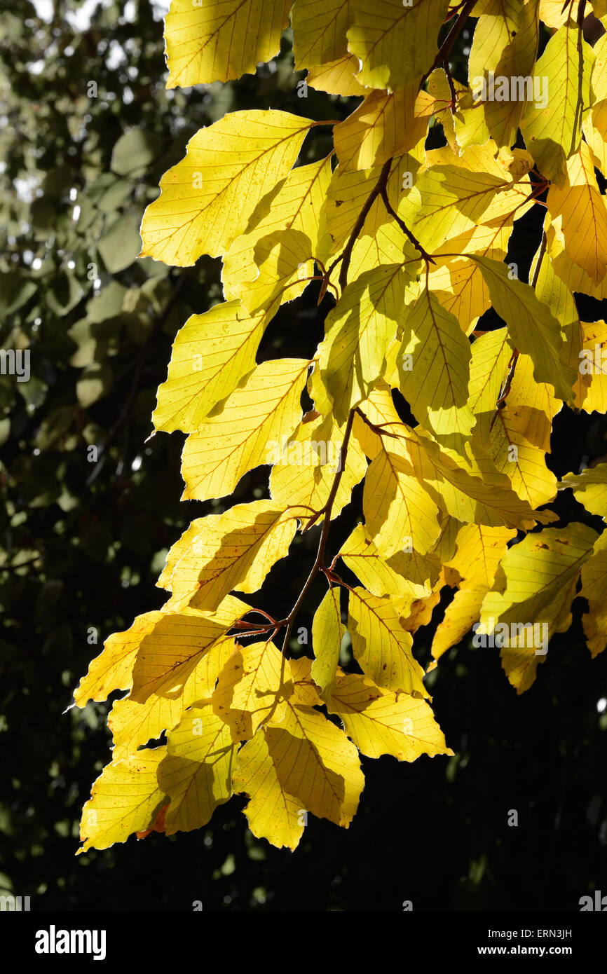 Bunte Blätter an einem sonnigen Herbsttag Stockfoto