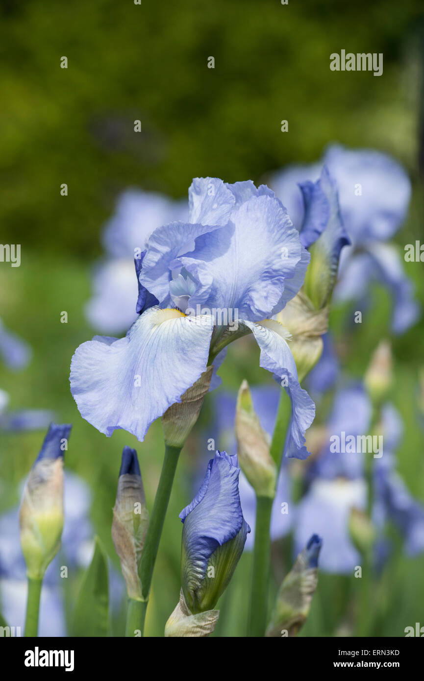 Hohen Bartiris Jane Philips Blume Stockfoto