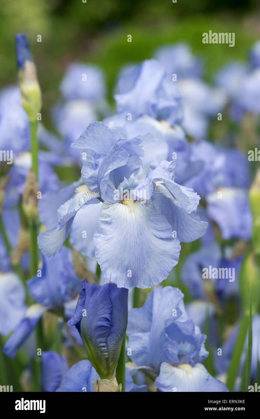 Hohen Bartiris Jane Philips Blume Stockfoto