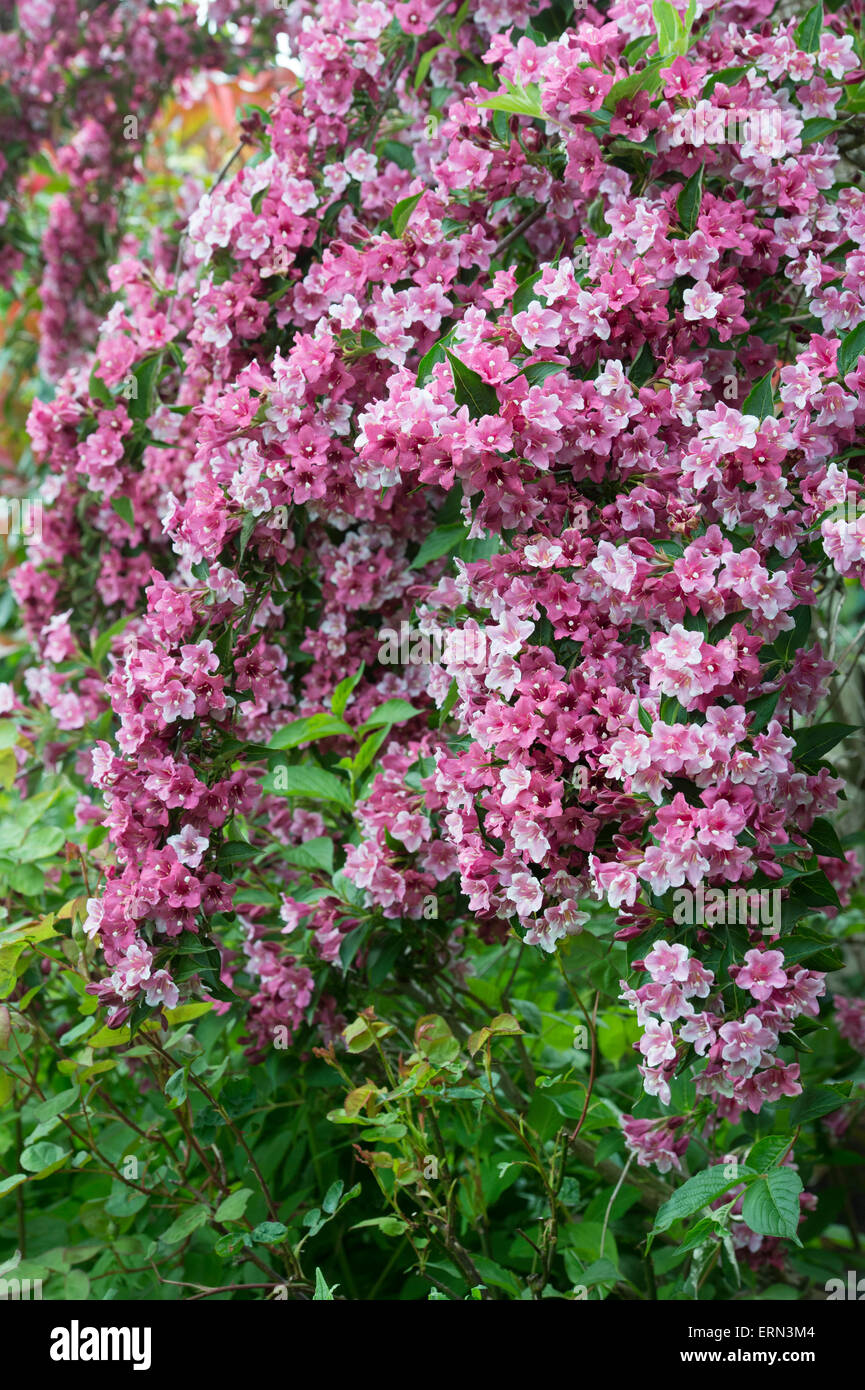 Lila Weigela Stockfotos und bilder Kaufen Alamy