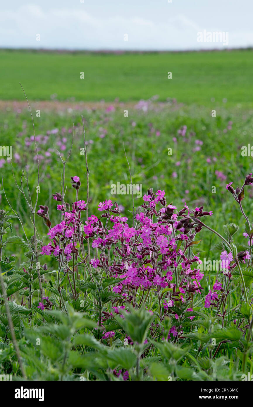 Rote Campion Blumen eine Ackerfläche Rand entlang der Kante von einem Weizenfeld in den Cotswolds. England Stockfoto