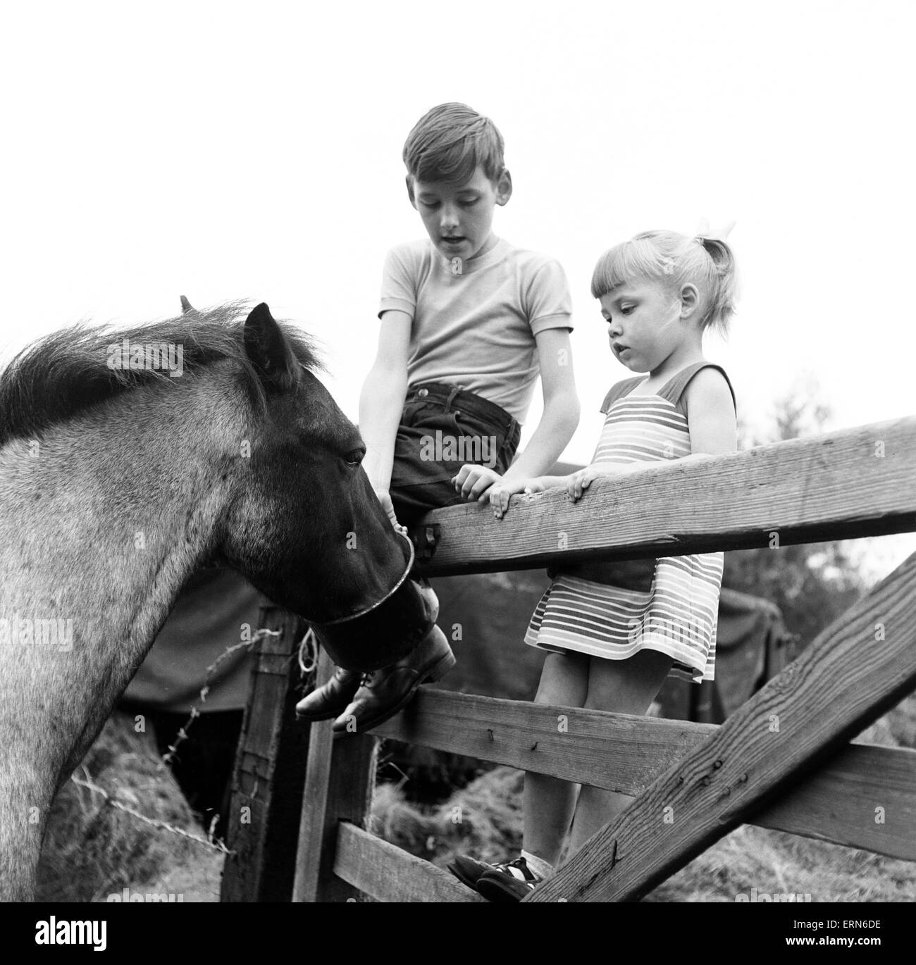 Geschwister, Helen (3) und Paul Burrows (9) aus Waterloo, London, genießen Sie ihren ersten Tag in der Natur auf einem Bauernhof in Chipperfield, Herts, 7. September 1956. Stockfoto