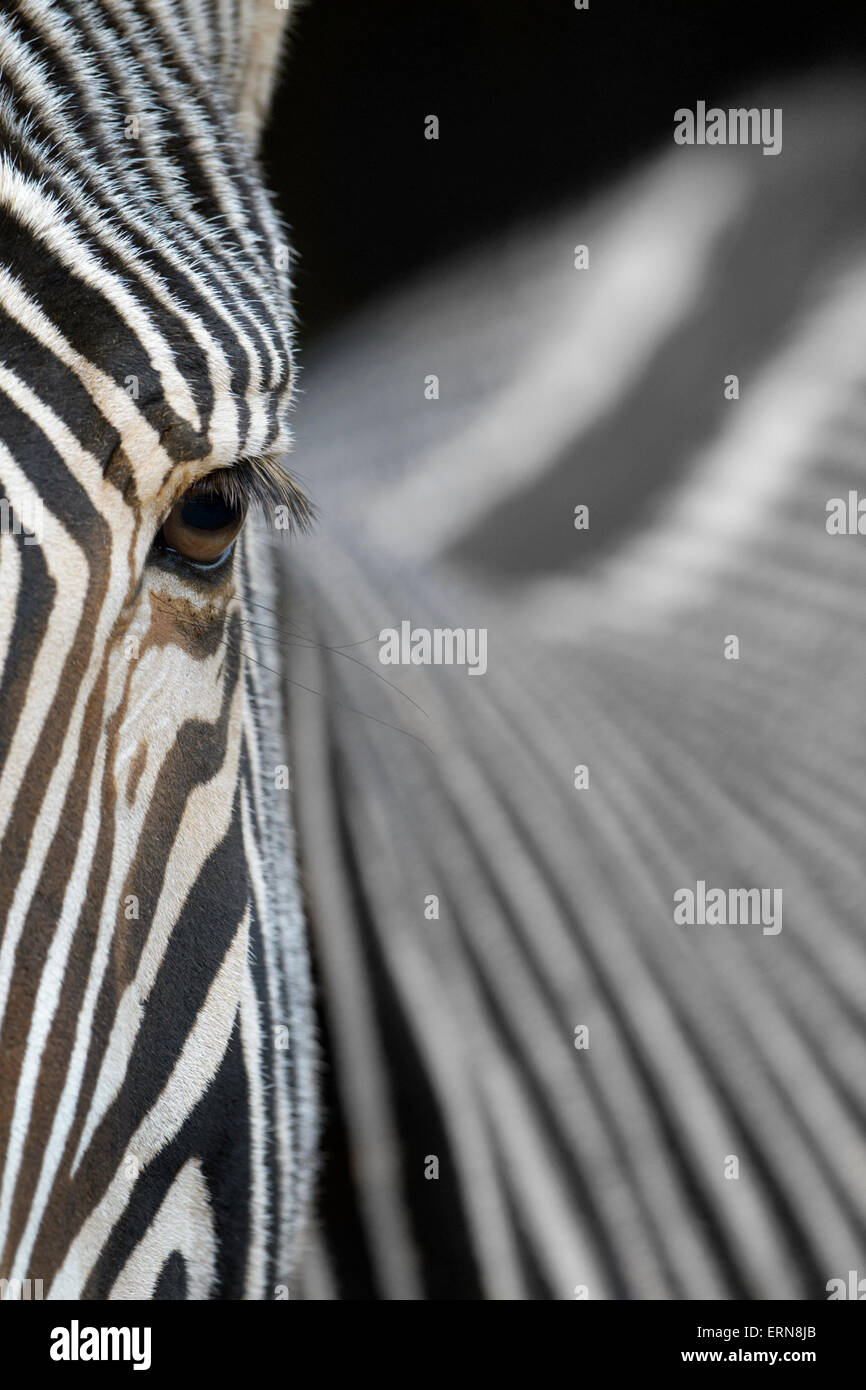 GREVY Zebra (Equus Grevyi) Portrait, abstrakte Nahaufnahme, Cabarceno Naturpark, Kantabrien, Spanien. Stockfoto