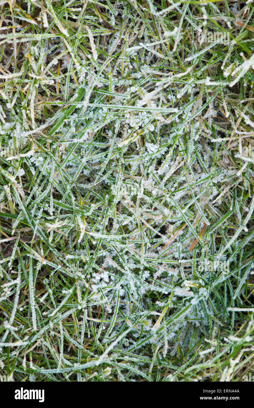 Nord-London Garten Szene, frostigen Morgen, grasgrün Stockfoto