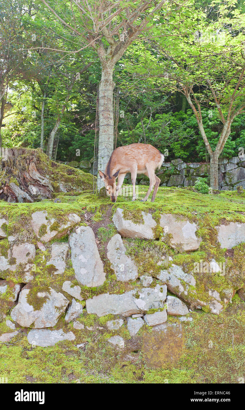 Sika Rotwild (Cervus Nippon) auch bekannt als die gefleckte Rehe oder der japanischen Hirsch auf der Insel Itsukushima (Miyajima) Stockfoto