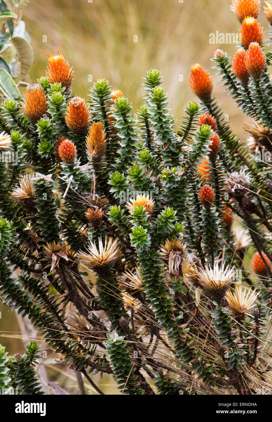 Chuquiraga Jussieui, Cajas Nationalpark, Azuay in Ecuador Stockfoto