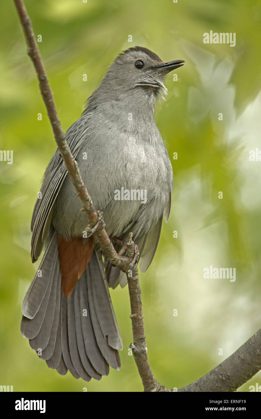 graues Catbird (Dumetella Carolinensis), auch buchstabiert graue Catbird, New York, singen im Frühling Stockfoto