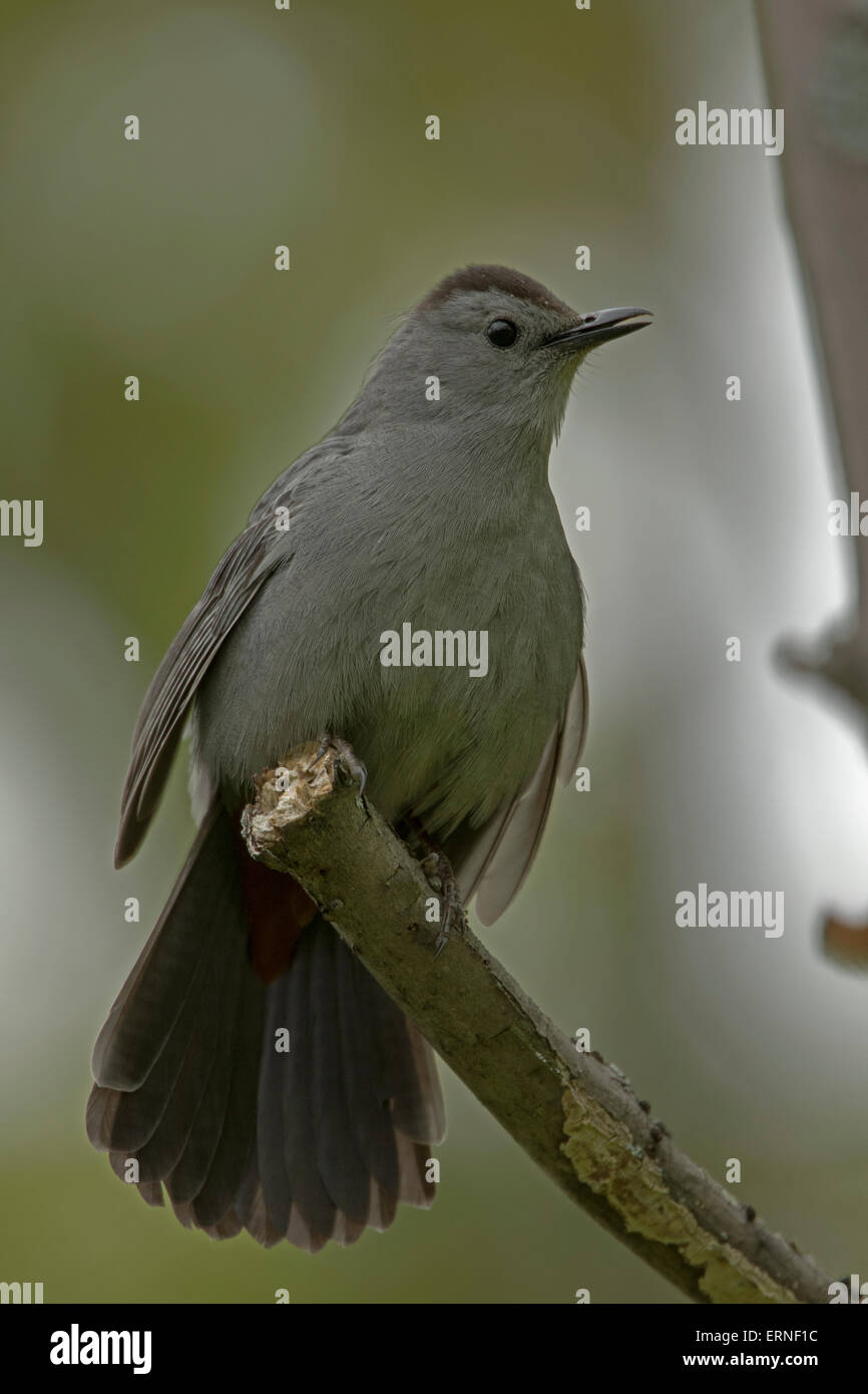 graues Catbird (Dumetella Carolinensis), auch buchstabiert graue Catbird, New York, singen im Frühling Stockfoto