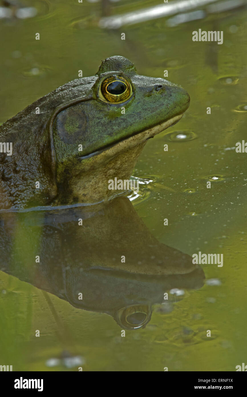 Bullfrog, Rana Catesbiena, Virginia (Lithobates Catesbeianus), Stockfoto