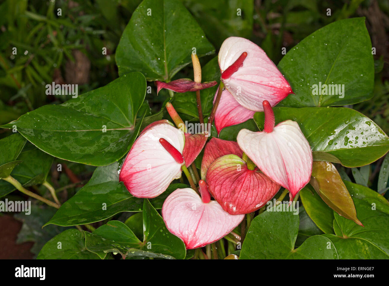 Anthurium Andreanum Prinzessin Amalia Eleganz, rot, rosa und weißen Spathes, roten Blütenständen & dunkelgrün Blätter mit Regentropfen Stockfoto