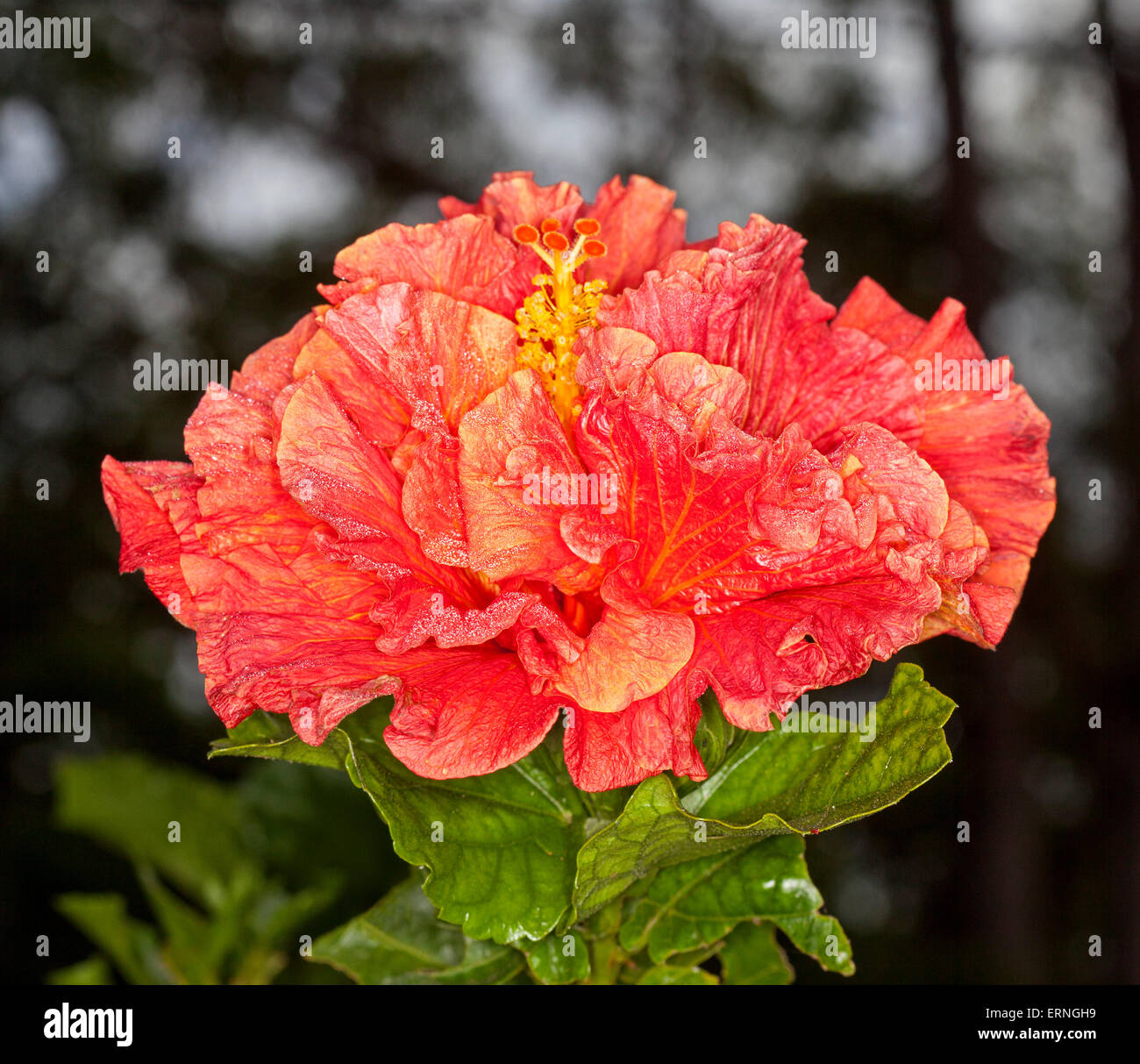 Große lebendige orange / rot gefüllte Blüte von Hibiskus, verlässt Hawaii Hybrid Rainbow Fire mit smaragdgrün auf dunklem Hintergrund Stockfoto