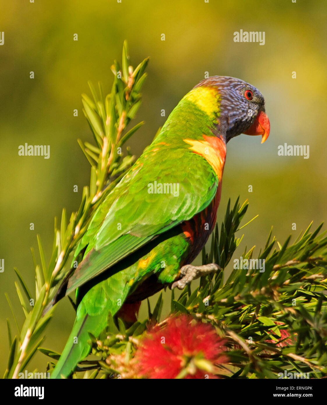 Allfarblori, Australian Native Vogel im Garten mit rote Bottlebrush / Zylinderputzer-Blüten gegen Licht grünen Hintergrund Stockfoto