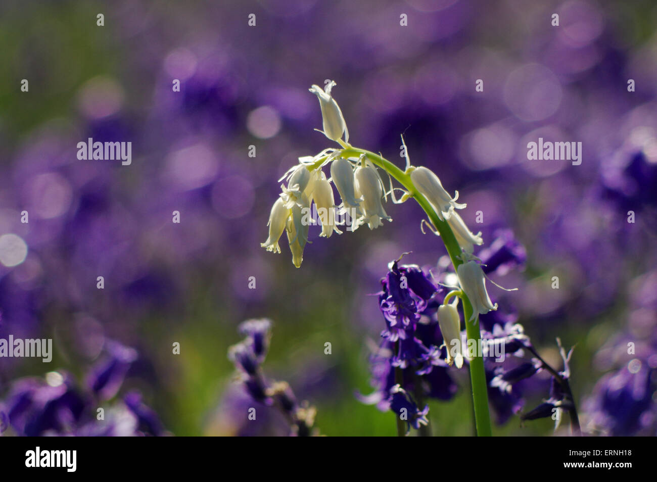 Weiße Glockenblume, West Sussex Stockfoto