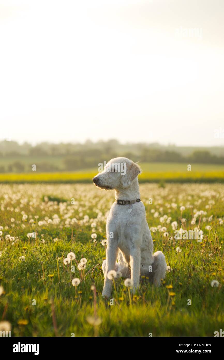 Labradoodle Hund Welpen in der englischen Landschaft Stockfoto