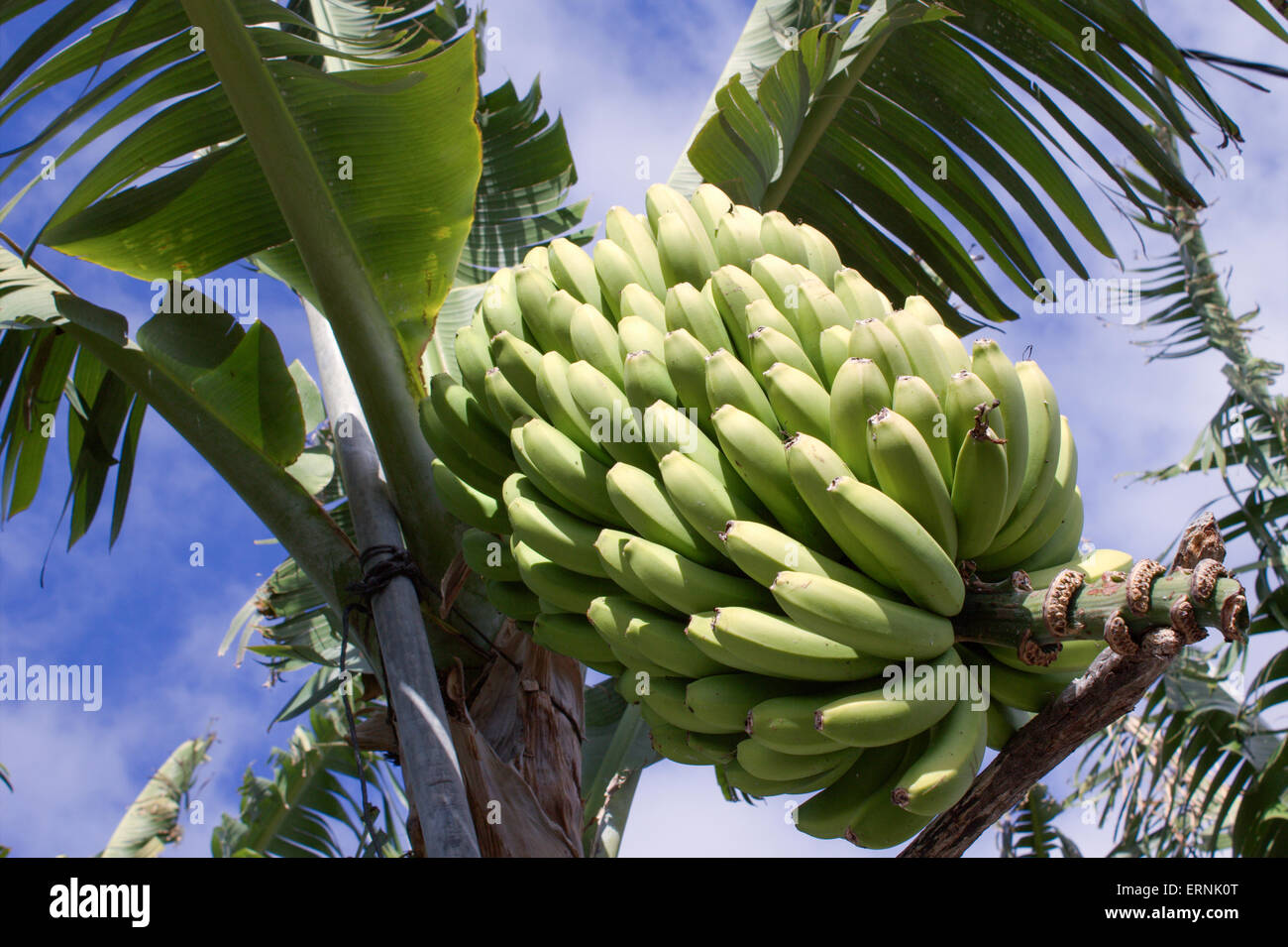 LA PALMA, KANARISCHE INSELN - 24. Januar 2015: Kleine süße Bananen sind der Haupthandel auf der spanischen Insel und exportiert nach Spanien. Stockfoto