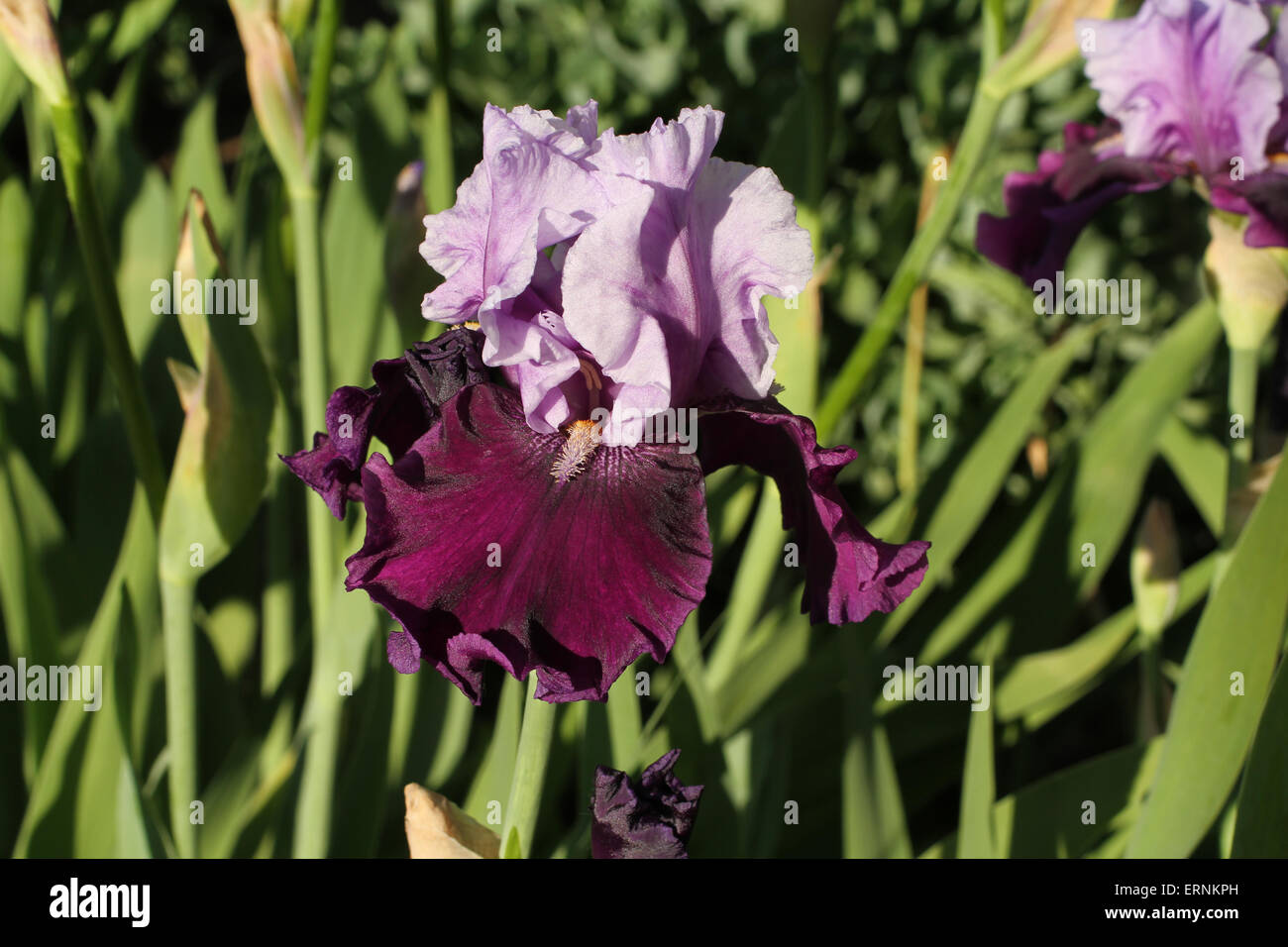 Violette Iris Blume grün Hintergrund Stockfoto