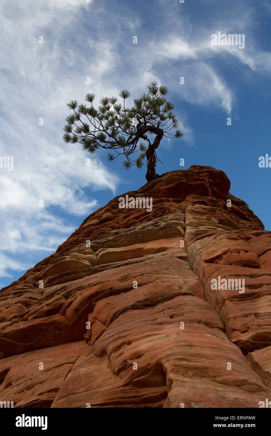 Red Rocks und Baum in den Himmel zu erreichen Stockfoto