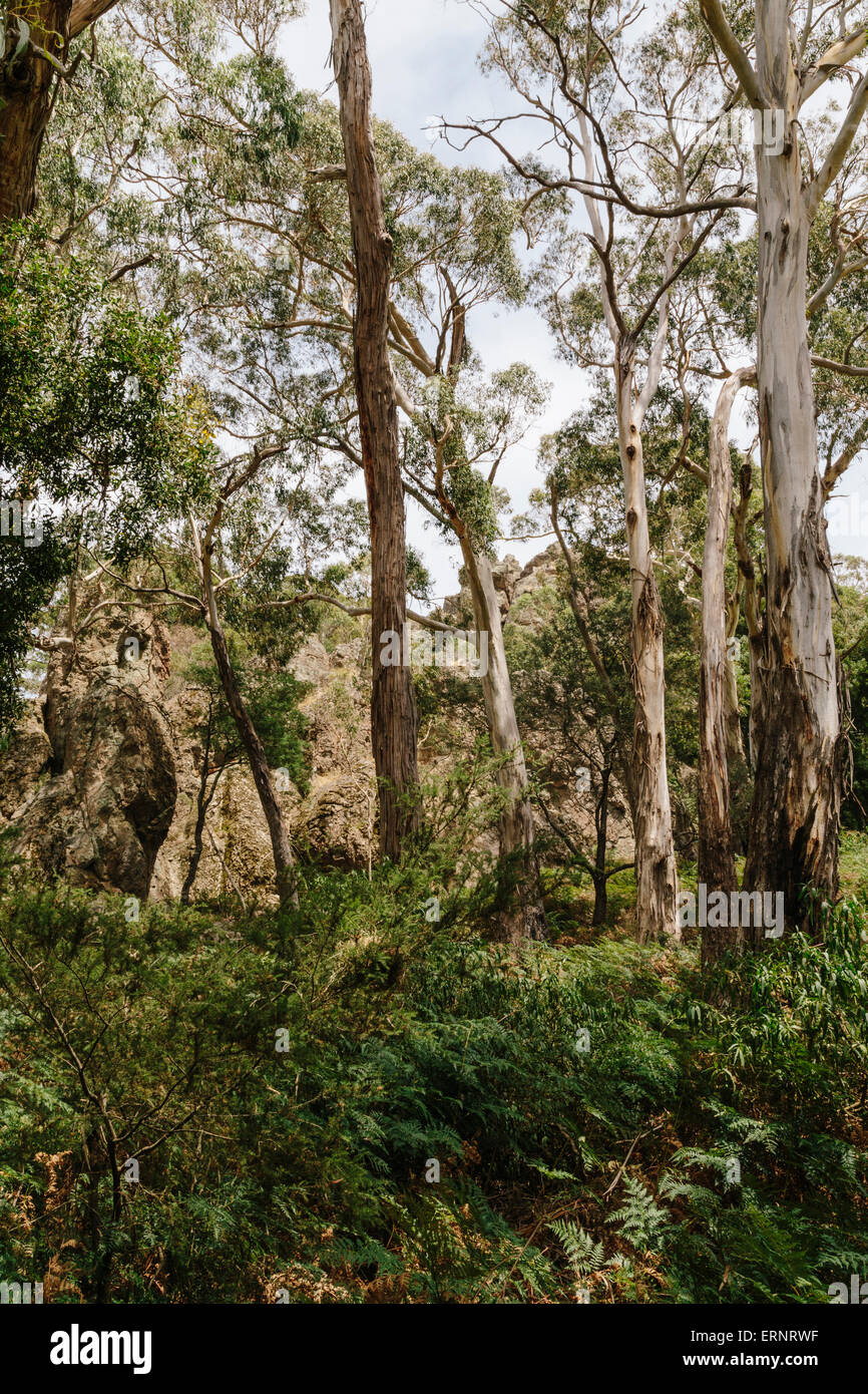 Hanging Rock (Mt. Diogenes) Erholung Reserve, Macedon Ranges, Victoria, Australien Stockfoto