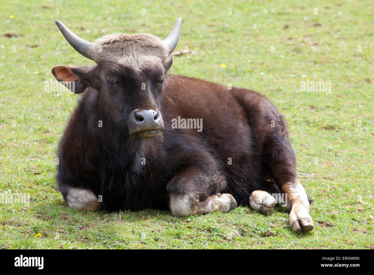Eine junge indische Bison sitzen in einem Feld Stockfoto