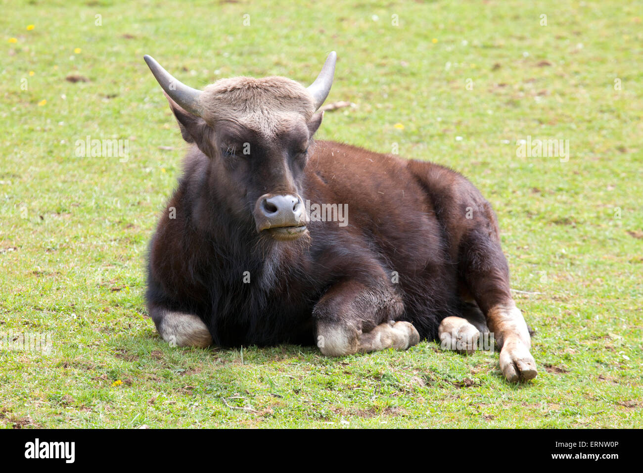 Eine junge indische Bison sitzen in einem Feld Stockfoto