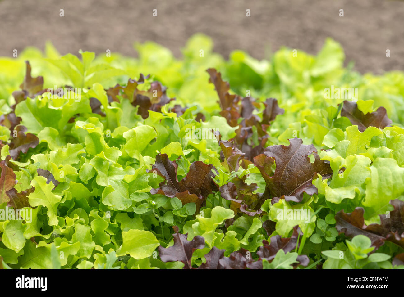 Salat auf Gemüse Garten closeup Stockfoto