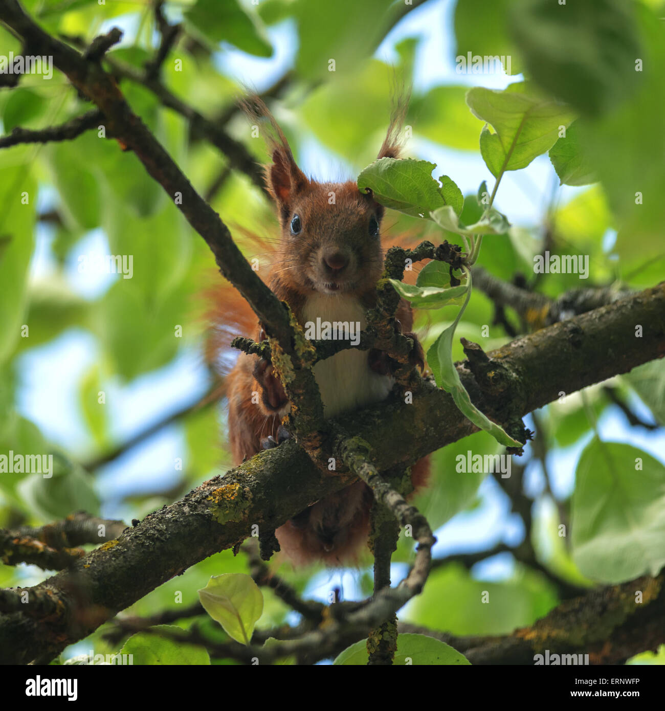 Eichhörnchen Sie auf Sommer Baum closeup Stockfoto