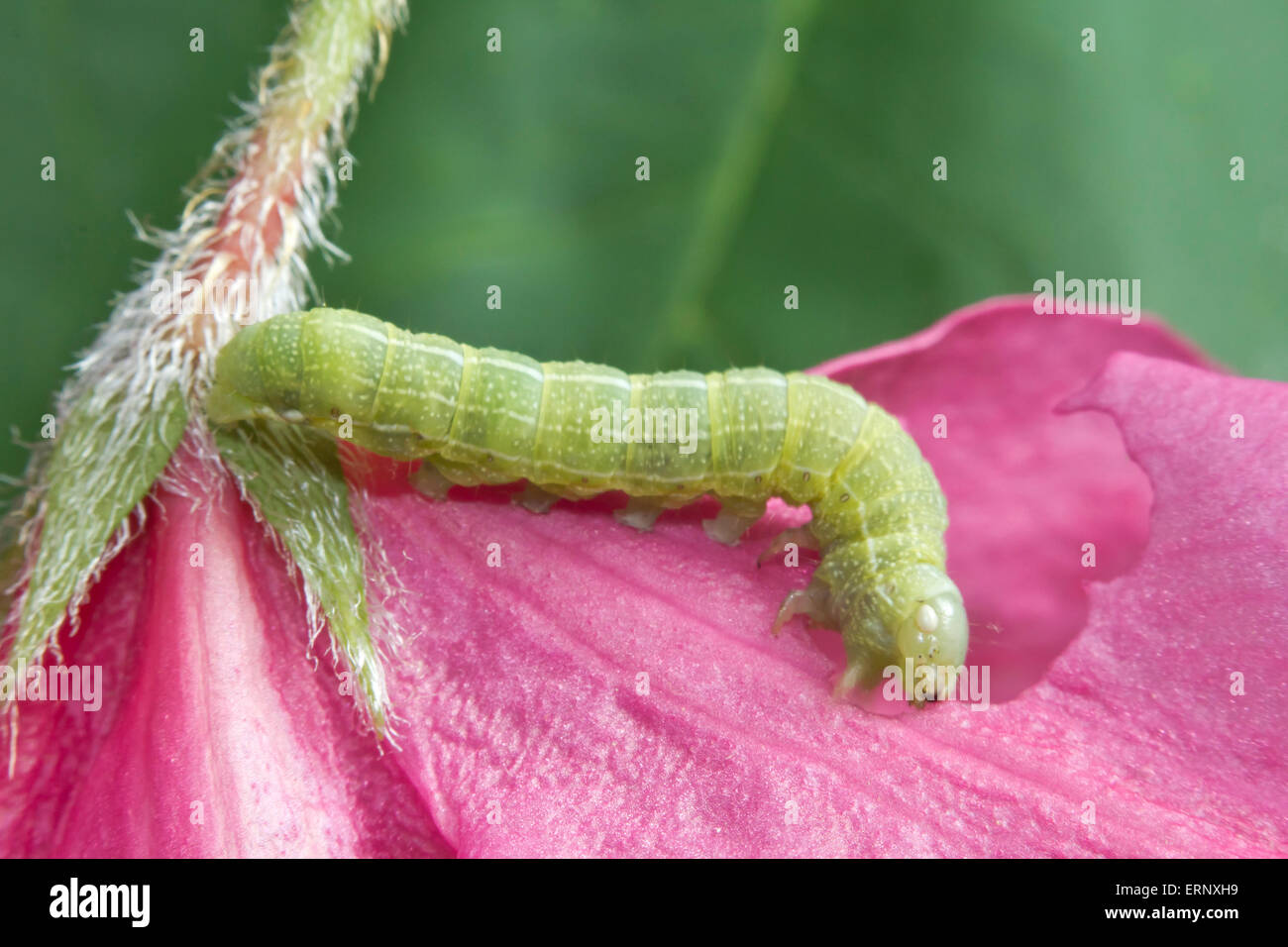 Grüne Eiche Caterpillar oder Nadata Gibbosa Larven essen rosa Blüten Stockfoto