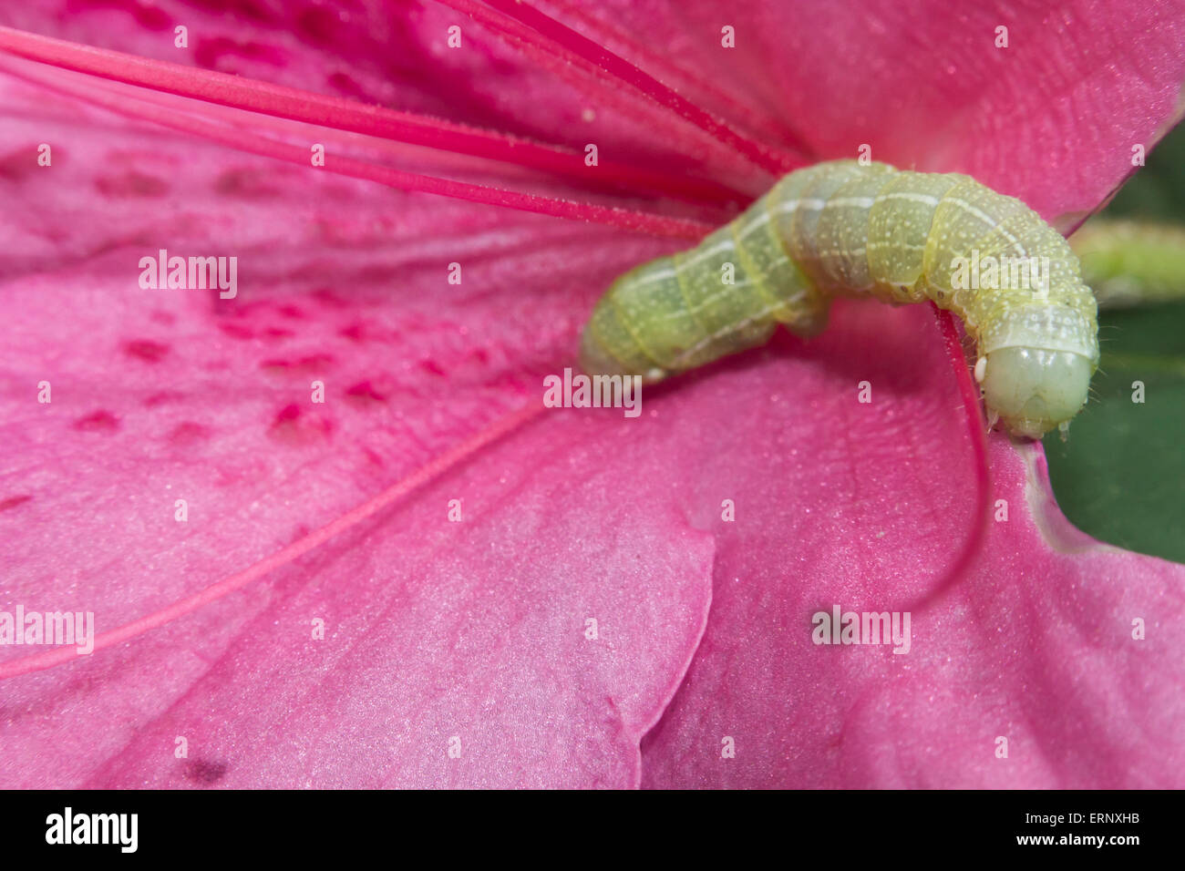 Grüne Eiche Caterpillar oder Nadata Gibbosa Larven essen rosa Blüten Stockfoto
